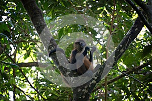 Spider monkey in a tropical forest.