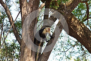 Spider Monkey watching river traffic