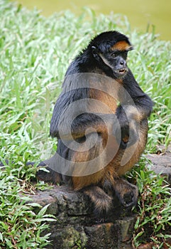Spider monkey in zoo in Iquitos, Peru photo