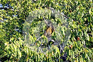 Spider Monkeys of the genus Ateles