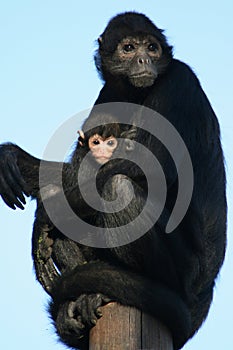 Spider monkeys - Zoo - France photo