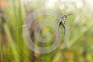 Spider in morning meadow