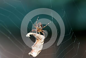 Spider moving in its web.