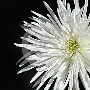 Spider Mum 1 photo