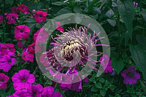 Spider Mum in a garden with pink petunias