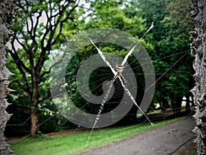 Spider at National Kandawgyi Gardens, Pyin Oo Lwin, Myanmar.