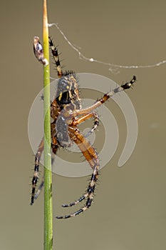 Spider on natural background - Aculepeira ceropegia - Weaver spider.