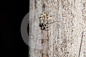 A spider in nature background