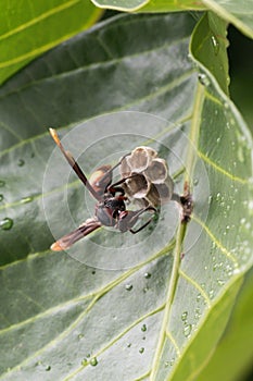 A spider in nature background