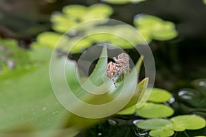 A spider in nature background