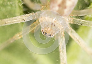 Spider in nature. close