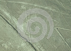 Spider, Nazca Lines
