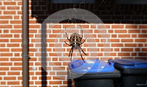 Spider near garbage cans