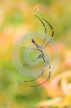 a spider (nephilinae) is making its own web