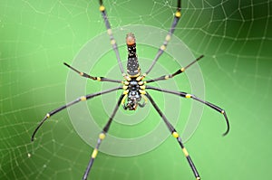 a spider (nephilinae) is making its own web