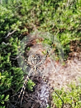 Spider nest in the forest photo