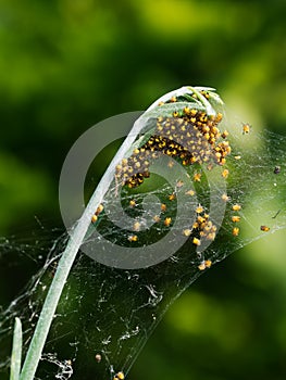 Spider nest. Tiny Araneus orb weaver spiderlings, newly hatched.