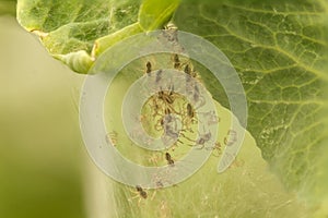 Spider nest with young spiders