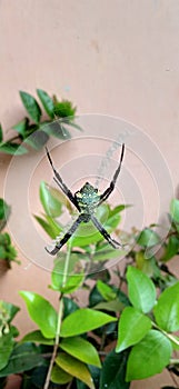 spider nesting between two trees