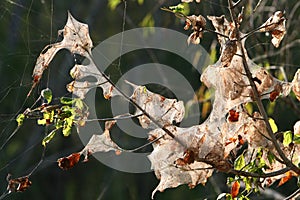 Spider nests hanging in the trees photo