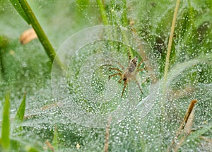 Spider on net