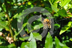 Spider with net