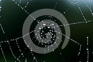 Spider net detail
