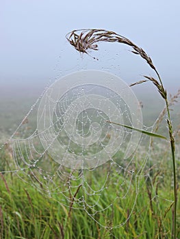 Spider net in dew