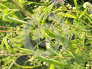 Spider net in dew