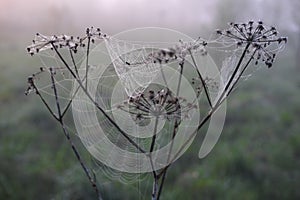 Spider net on a dried plant