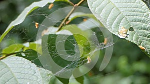 Spider net in the forest hanging on the bush.