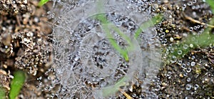 Spider net on the ground with dew drops