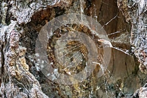 Spider net in the hollow in the tree