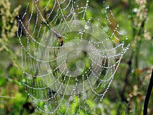 Spider net with morning dew in meadow, Lithuania