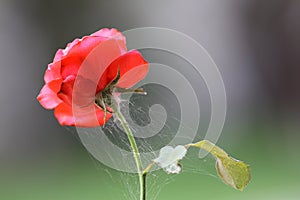Spider net on red rose