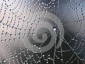 Spider net with water drops