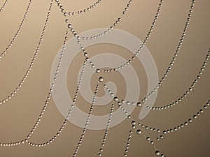 Spider net with water drops