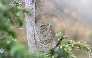 Spider net with water drops on spruce in early morning