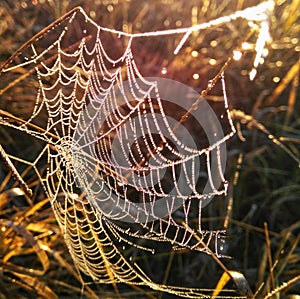 Spider network full of dew drops