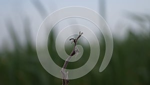 SPIDER NETWORK ON THE TREE