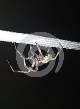 Spider on night hunt