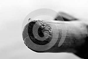 Spider on an old oar