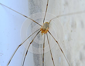 Spider Opilio in the autumn garden