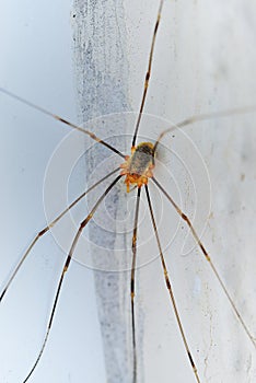 Spider Opilio in the autumn garden