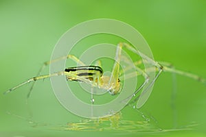 Spider Orchard Leucauge venusta on reflection of water photo