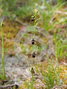 Spider orchid