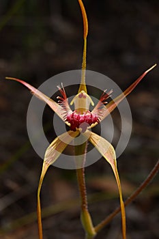 Spider orchid (Caladenia longicauda)