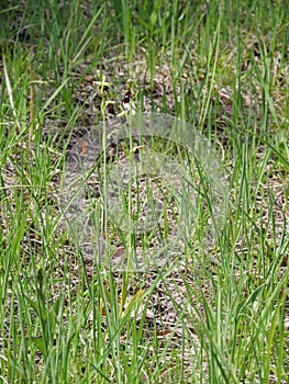 Spider orchid field