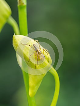 spider on orchid flower