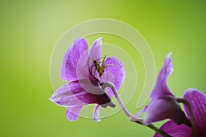 Spider, orchid photo